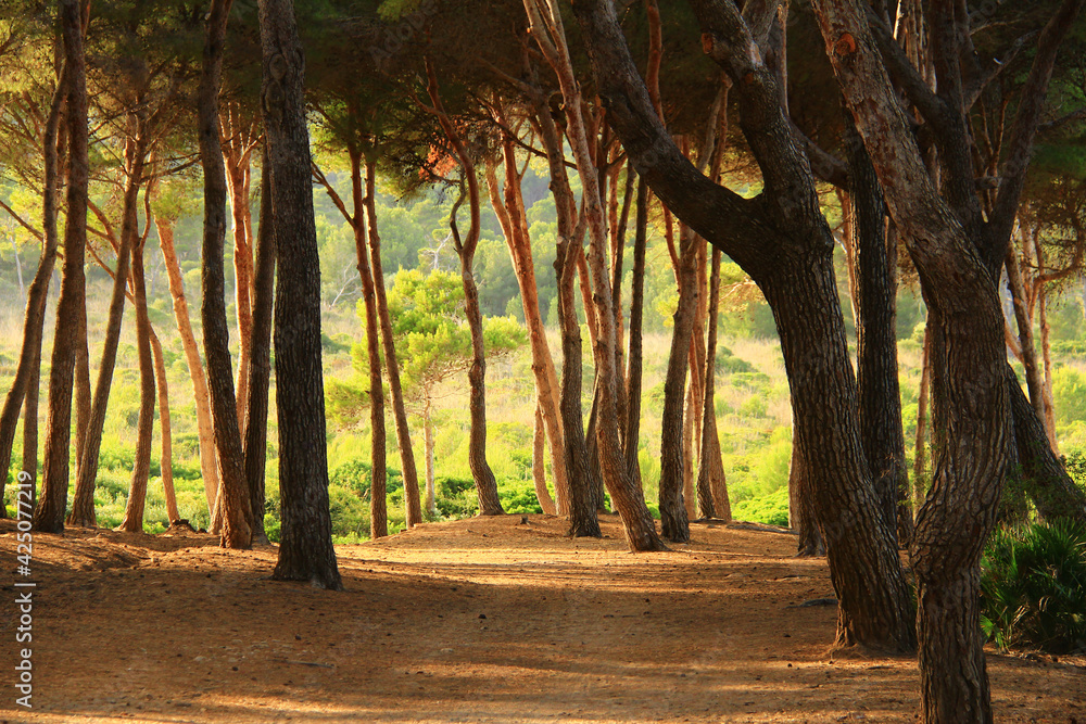 Fototapeta premium Beautiful forest in Mallorca, long beautiful tree trunks with a dense crown, a path in the forest, in the distance a mountainside with a forest in the sunlight, summer, sunny