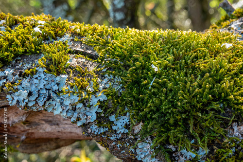 Mosses and lichens on a dead tree branch