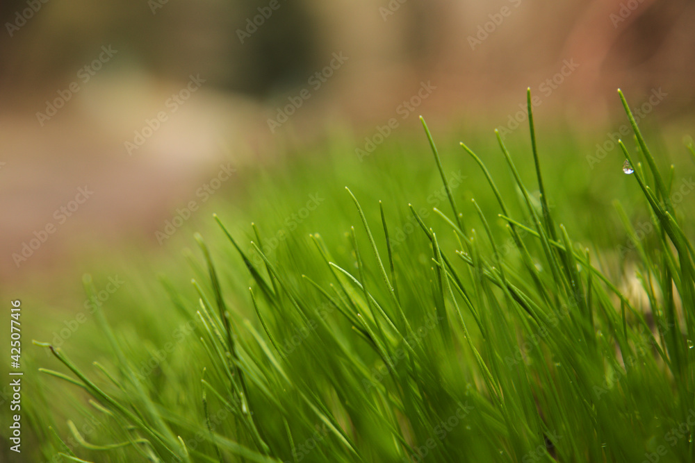 Fototapeta premium Poranna Trawa