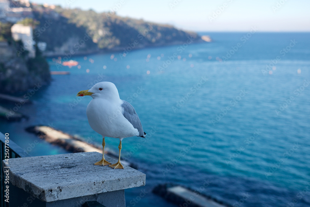 Fototapeta premium seagull on the pier