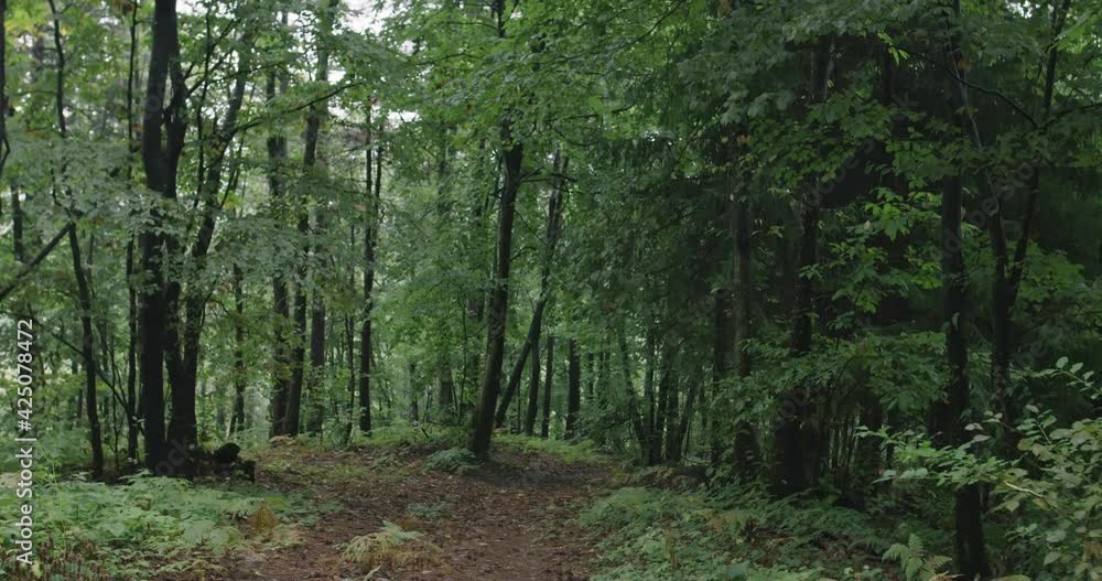 Soldiers moving through forest during tactical action concept of war and attacking Soldiers moving through forest during tactical action concept of war and attacking