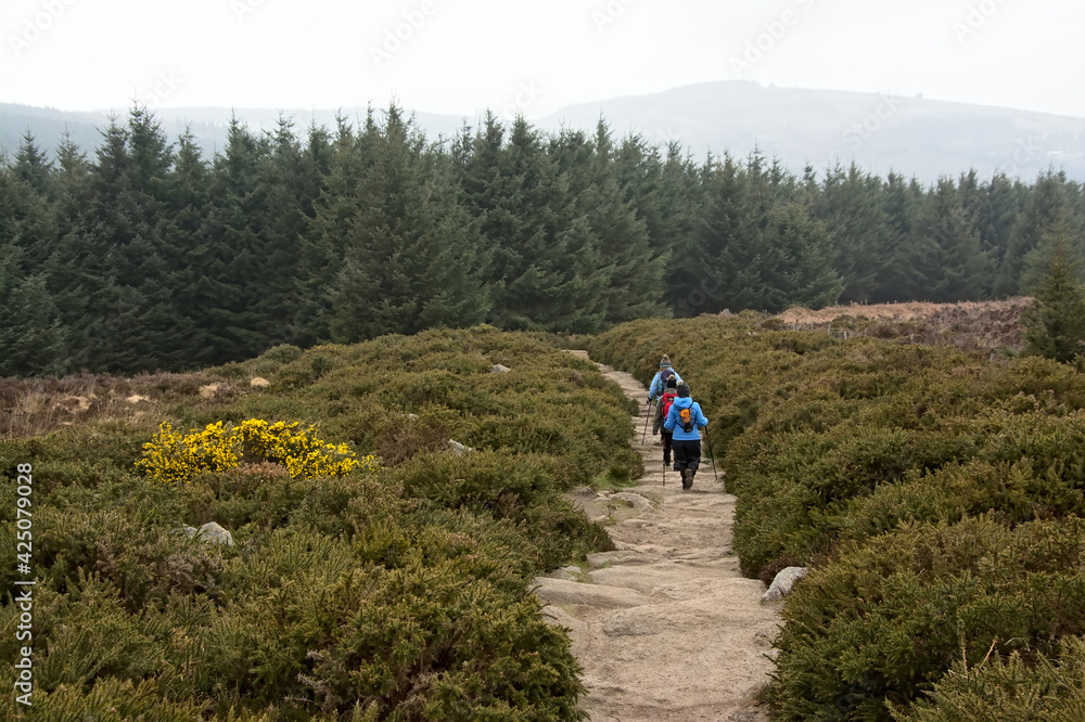 People hiking along a path towards a pine forest in foggy Ticknock mountains landscape People hiking along a path towards a pine forest in foggy Ticknock mountains landscape