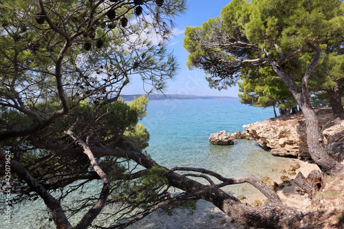 Seascape green pine trees against the background of blue sky and turquoise water on the Adriatic Sea on a sunny day, Croatia, Dalmatia © Vasilisa