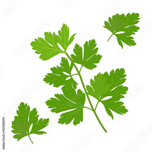 Persley leaf, green parsley leaves organic parsley vector illustration