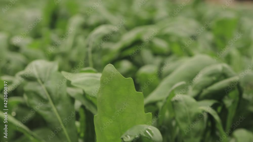 Fresh arugula leaves, close up. Lettuce salad plant, hydroponic vegetable leaves. Organic food ,agriculture and hydroponic conccept Fresh arugula leaves, close up. Lettuce salad plant, hydroponic vegetable leaves. Organic food ,agriculture and hydroponic conccept