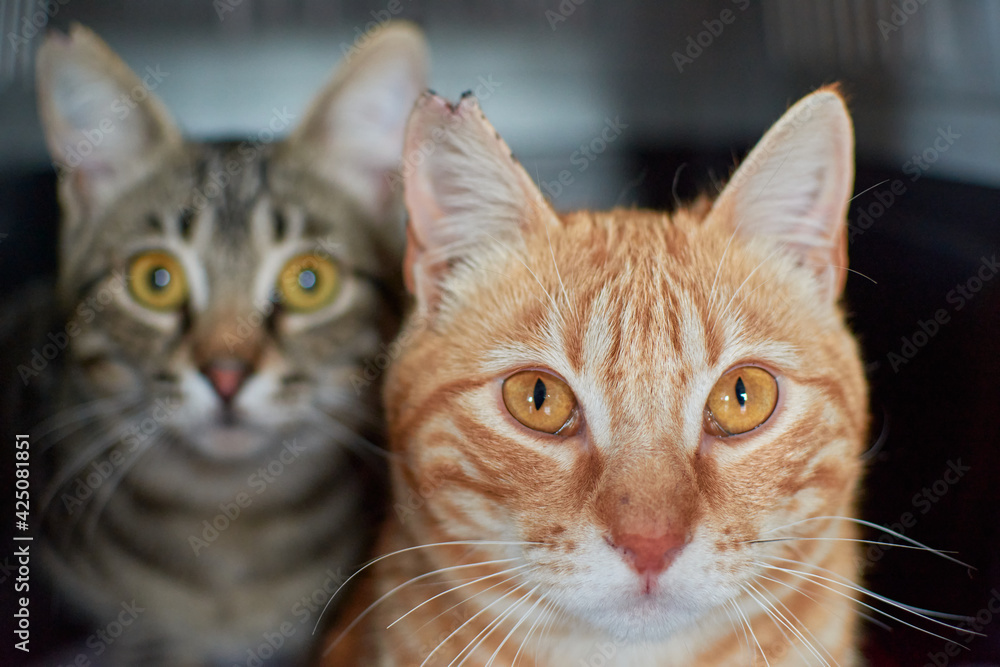 A selective focus shot of a cute ginger cat next to a Brazilian short hair cat A selective focus shot of a cute ginger cat next to a Brazilian short hair cat