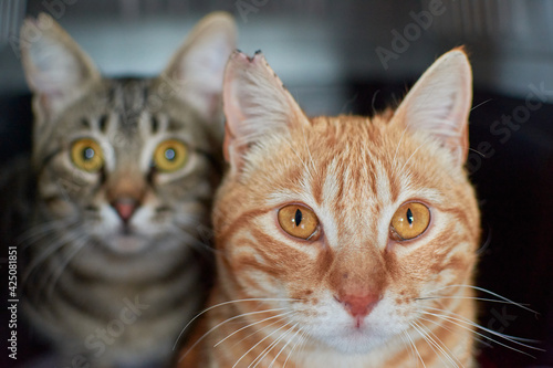 A selective focus shot of a cute ginger cat next to a Brazilian short hair cat