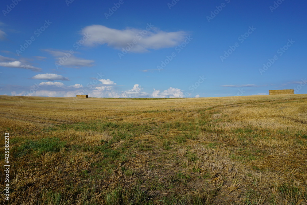field of wheat and blu sky