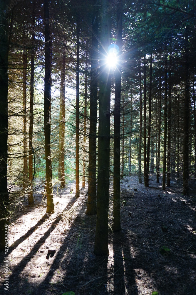 sunbeams in the forest 