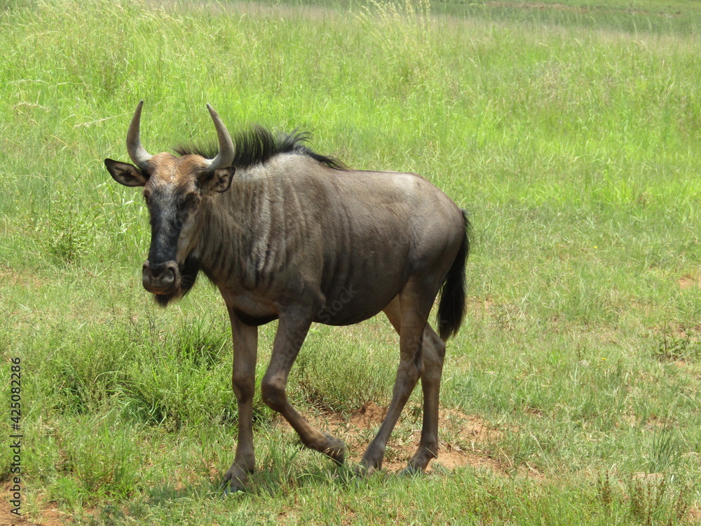 Wildbeest on the Southern tip of Africa during a recent Safari trip. Wildbeest on the Southern tip of Africa during a recent Safari trip.