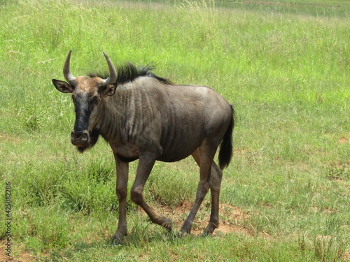 Wildbeest on the Southern tip of Africa during a recent Safari trip.