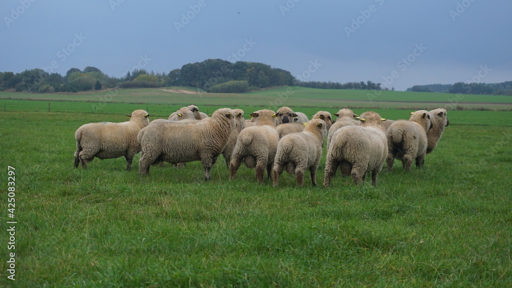 herd of sheep om the feeld eat grass herd of sheep om the feeld eat grass
