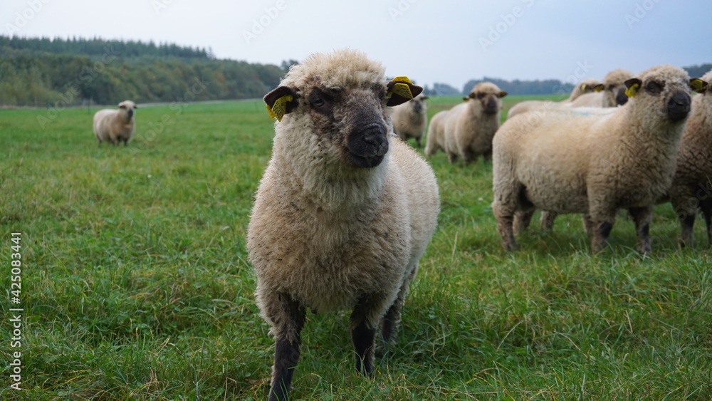 amazing sheep looking on the camera amazing sheep looking on the camera