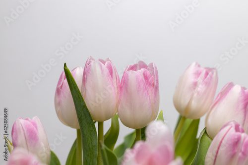 Close-up of a bouquet of pink and white tulips. Spring bloomers in the sunshine. Tulips blooming. Macro shot of a tulip. Shot of the traces of a tulip  