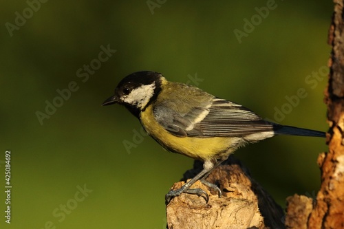 The great tit (Parus major) on the branch in morning sun.