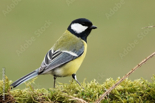 The great tit (Parus major) on the green moss.