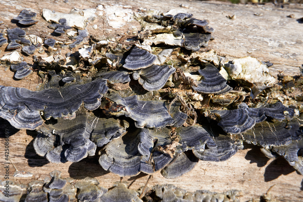 Fototapeta premium close up of black mushrooms on a tree trunk
