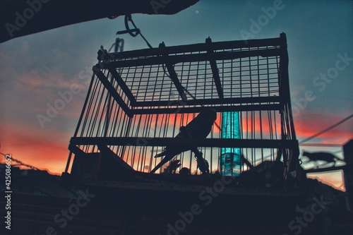 badji bird in cage photo