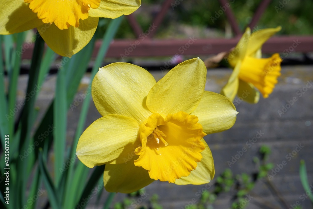 Bright yellow blooming Narcissus daffodils on the fence of a village house in Hungary in spring march