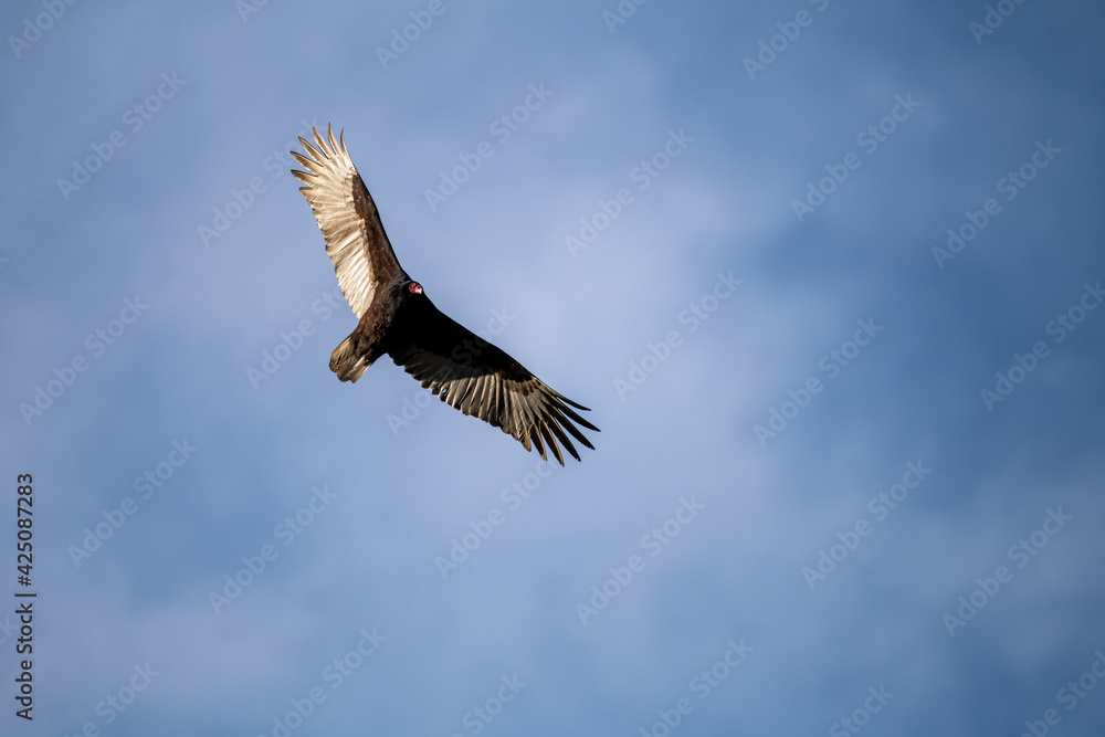 Naklejka premium vulture in flight