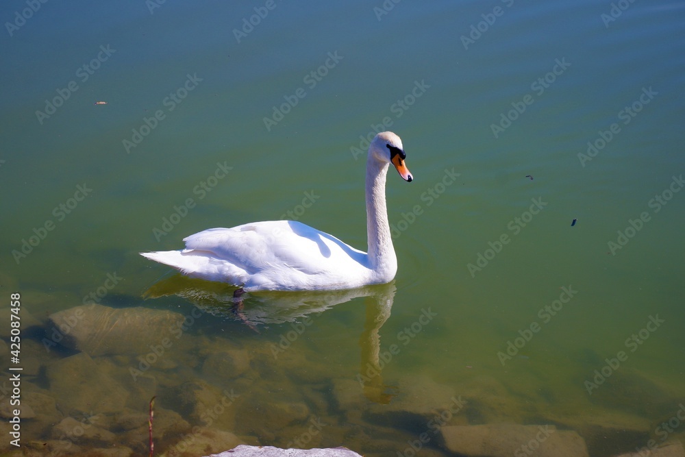 Naklejka premium white swan swims in the green water of Lake Balaton in spring in Hungary
