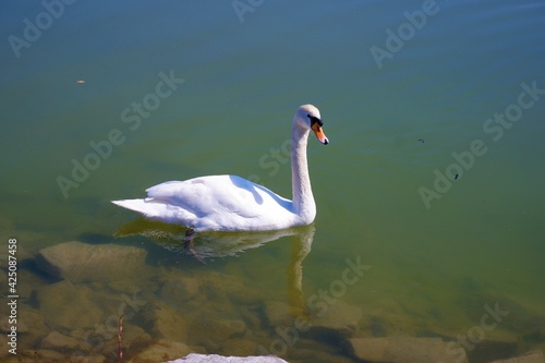 white swan swims in the green water of Lake Balaton in spring in Hungary