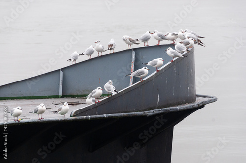 Einen Möwenschwarm auf dem Bug eines Schiffes auf der Donau in der Stadt Linz in Oberösterreich
