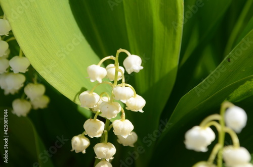 Blossoming lily of the valley in the forest. Lily-of-the-valley.Convallaria majalis.Spring background.
