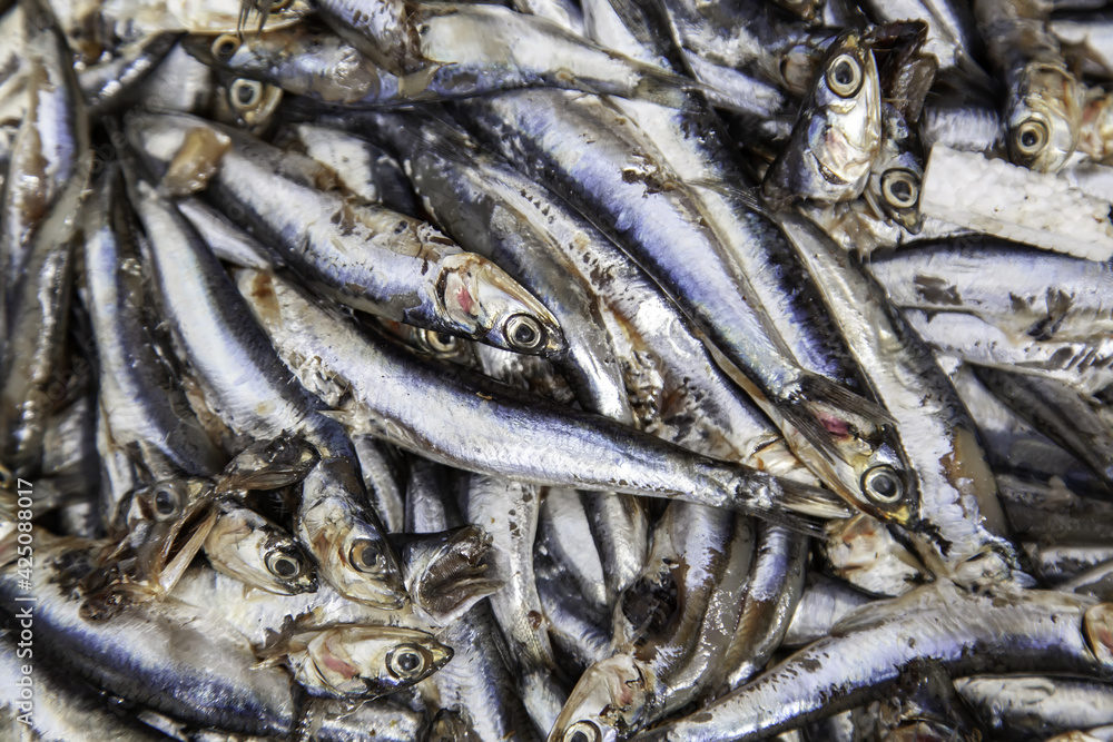 Anchovies in fishmonger Anchovies in fishmonger