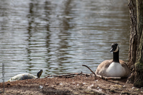 Breeding canada goose on its nest with eggs beside a sunbathing turtle on a little island in a park in spring show coexistance of various species like goose and turtle in parks and wilderness photo