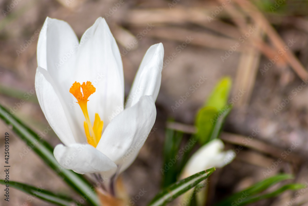 Beautiful white and yellow crocus flowers welcome the spring time with yellow stamps and filigree petals in spring sunshine backlight and Easter feelings as positive mood and positive emotion Beautiful white and yellow crocus flowers welcome the spring time with yellow stamps and filigree petals in spring sunshine backlight and Easter feelings as positive mood and positive emotion