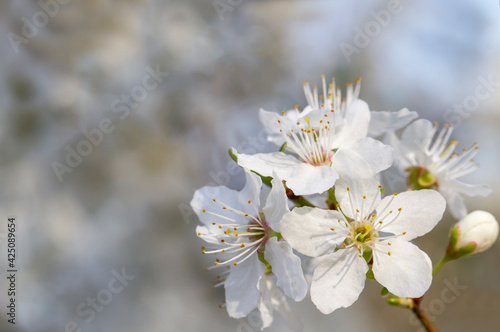 Blooming cherry in the spring garden . Beautiful Spring natural Background . Nature concept for design. Close Up. Shallow depth. Greeting card background. Horizontal background.