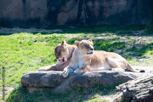 Zoo Animals