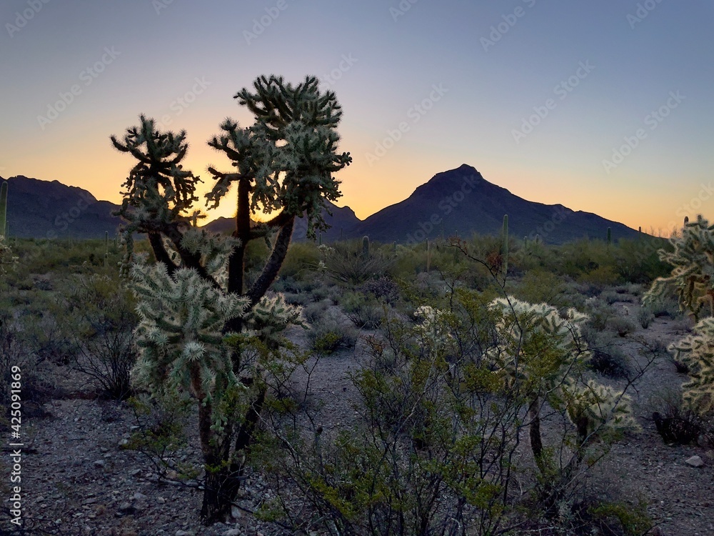 Obraz premium Chollas Morning