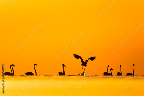 Silhouette of flamingos