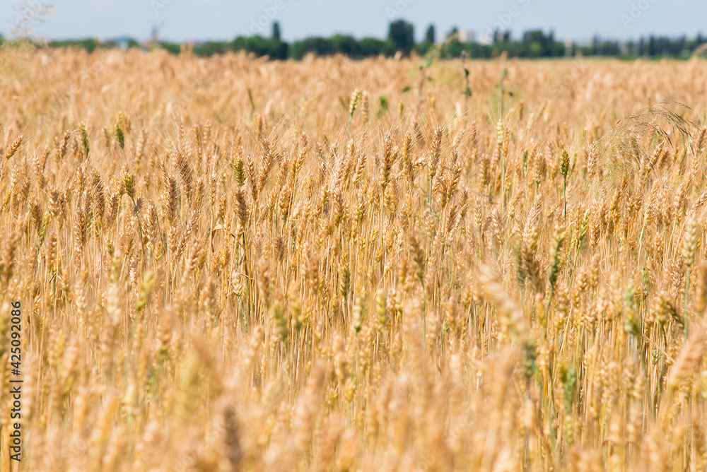 golden wheat field in summer golden wheat field in summer