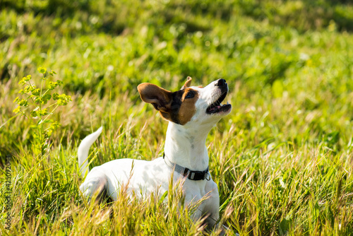 Perro bodeguero andaluz, en el campo