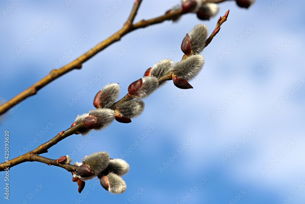 Pussy willow on the branch on blue sky background, catkins with rain drops in spring forest. Palm Sunday symbol, blooming verba for Easter background Pussy willow on the branch on blue sky background, catkins with rain drops in spring forest. Palm Sunday symbol, blooming verba for Easter background