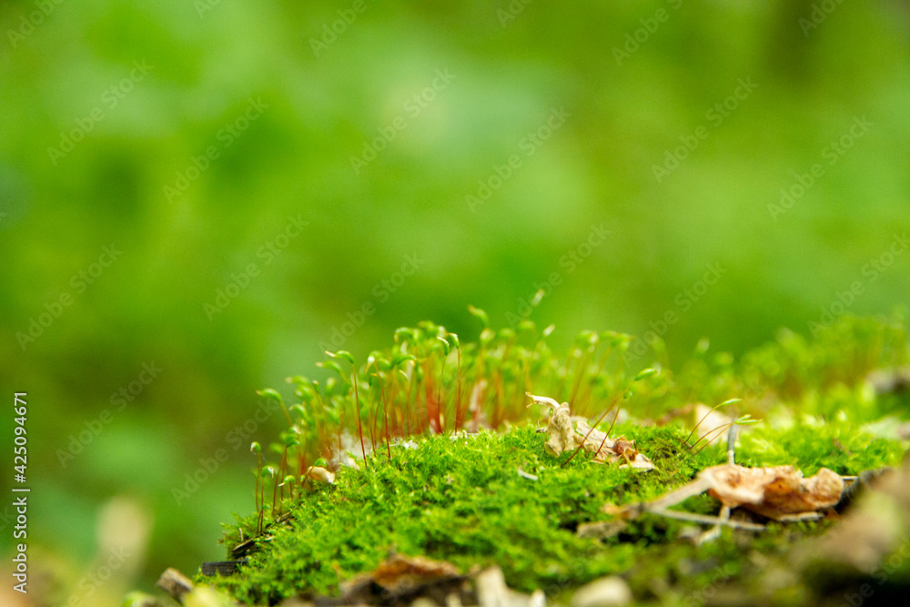 moss, green lungs of the planet moss, green lungs of the planet