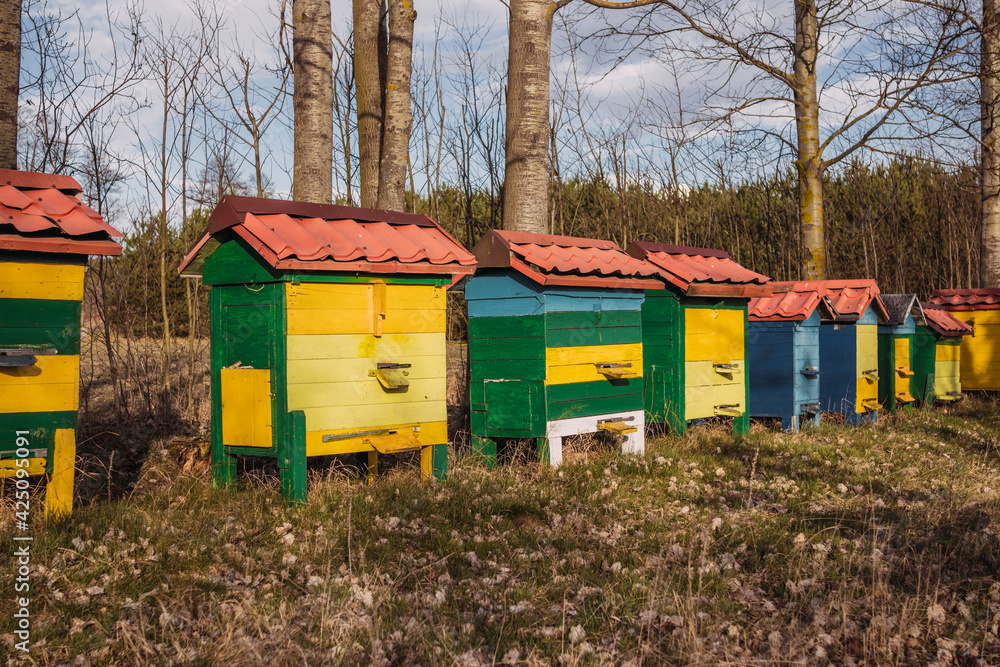 apiary, colorful beehives, bees in the garden, apiculture
apiary, colorful beehives, bees in the garden, apiculture