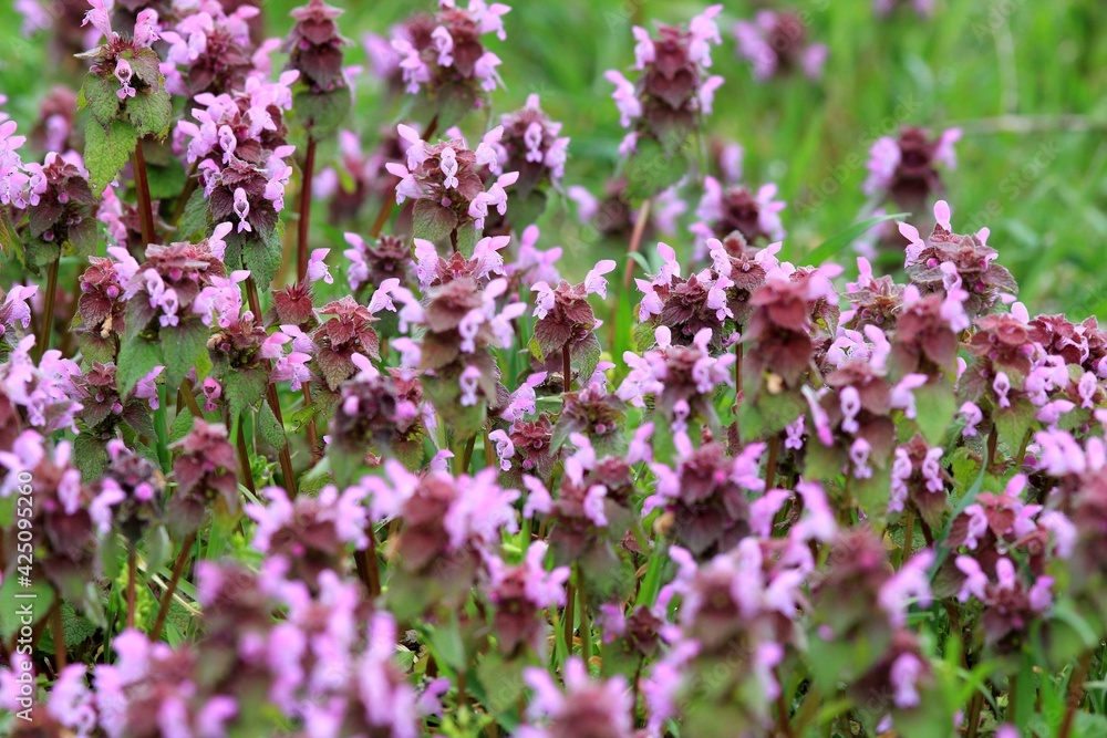 Pink flowers of Lamium purpureum in the spring forest