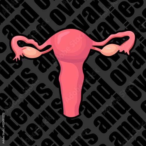 Image of a human organ for medical websites, flyers, posters, and more. Uterus and ovaries. photo