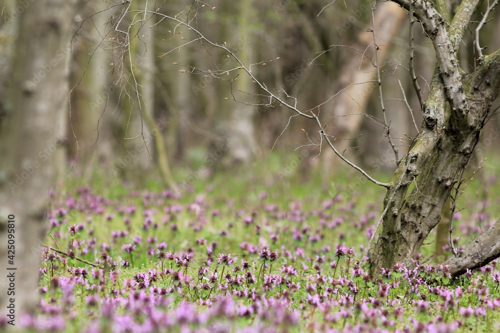 Glades with pink flowers of Lamium purpureum in the spring forest