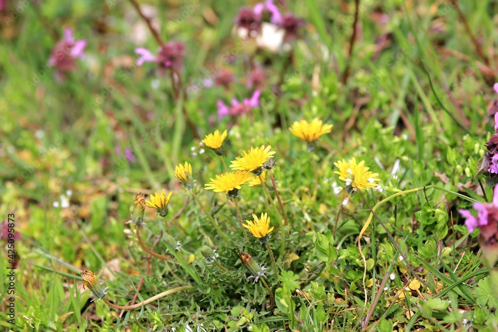 Yellow dandelion flowers in the spring forest Yellow dandelion flowers in the spring forest