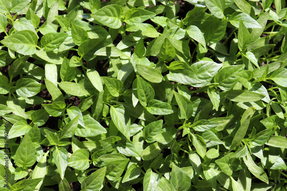Young bell pepper sprouts seedlings. Green leaves background. Spring planting Young bell pepper sprouts seedlings. Green leaves background. Spring planting