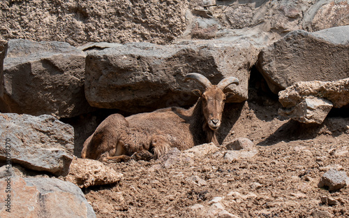 Standing mountain goat among the rocks