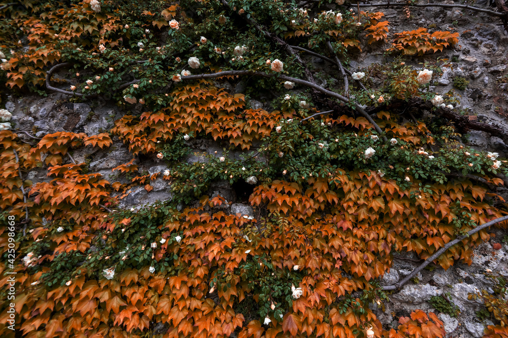 Wild grape and wild roses on a rock wall Wild grape and wild roses on a rock wall