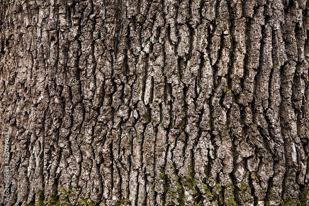 Abstract imahe of tree bark texture Abstract imahe of tree bark texture