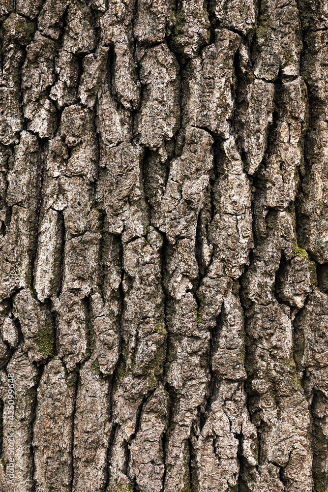 Abstract imahe of tree bark texture Abstract imahe of tree bark texture