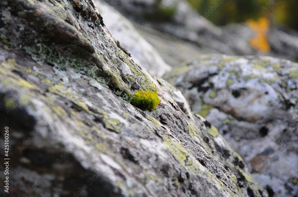 moss on stone moss on stone